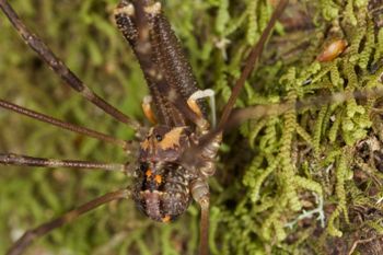 Media type: image; Invertebrate Zoology 29262